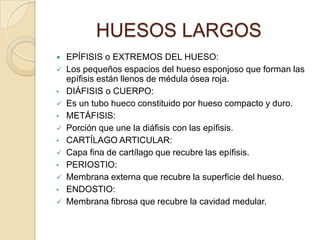 HUESOS LARGOS


•

•


•

•

•


EPÍFISIS o EXTREMOS DEL HUESO:
Los pequeños espacios del hueso esponjoso que forman las
epífisis están llenos de médula ósea roja.
DIÁFISIS o CUERPO:
Es un tubo hueco constituido por hueso compacto y duro.
METÁFISIS:
Porción que une la diáfisis con las epífisis.
CARTÍLAGO ARTICULAR:
Capa fina de cartílago que recubre las epífisis.
PERIOSTIO:
Membrana externa que recubre la superficie del hueso.
ENDOSTIO:
Membrana fibrosa que recubre la cavidad medular.

 