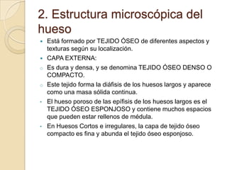 2. Estructura microscópica del
hueso



o
o
•

•

Está formado por TEJIDO ÓSEO de diferentes aspectos y
texturas según su localización.
CAPA EXTERNA:
Es dura y densa, y se denomina TEJIDO ÓSEO DENSO O
COMPACTO.
Este tejido forma la diáfisis de los huesos largos y aparece
como una masa sólida continua.
El hueso poroso de las epífisis de los huesos largos es el
TEJIDO ÓSEO ESPONJOSO y contiene muchos espacios
que pueden estar rellenos de médula.
En Huesos Cortos e irregulares, la capa de tejido óseo
compacto es fina y abunda el tejido óseo esponjoso.

 