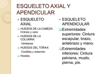 ESQUELETO AXIAL Y
APENDICULAR


ESQUELETO
AXIAL



HUESOS DE LA CABEZA:
Cráneo y cara
HUESOS DE LA
COLUMNA:
Vértebras
HUESOS DEL TÓRAX:
Costillas y esternón
Hioides







ESQUELETO
APENDICULAR
 Extremidades
superiores: Cintura
escapular, brazo,
antebrazo y mano.
 Extremidades
inferiores: Cintura
pelviana, muslo,
pierna, pie.


 