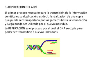 3.-REPLICACIÓN DEL ADN
El primer proceso necesario para la transmisión de la información
genética es su duplicación, es decir, la realización de una copia
que pueda ser transportada por los gametos hasta la fecundación
y luego pueda ser utilizada por el nuevo individuo.
La REPLICACIÓN es el proceso por el cual el DNA se copia para
poder ser transmitido a nuevos individuos

 