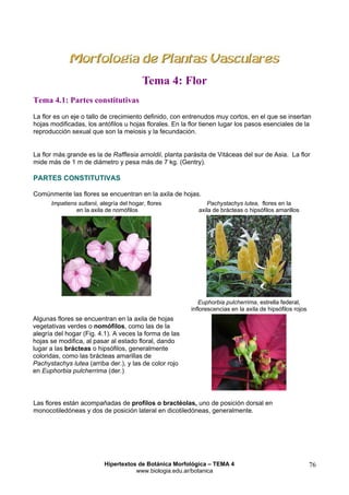 Tema 4: Flor
Tema 4.1: Partes constitutivas
La flor es un eje o tallo de crecimiento definido, con entrenudos muy cortos, en el que se insertan
hojas modificadas, los antófilos u hojas florales. En la flor tienen lugar los pasos esenciales de la
reproducción sexual que son la meiosis y la fecundación.
La flor más grande es la de Rafflesia arnoldii, planta parásita de Vitáceas del sur de Asia. La flor
mide más de 1 m de diámetro y pesa más de 7 kg. (Gentry).

PARTES CONSTITUTIVAS
Comúnmente las flores se encuentran en la axila de hojas.
Impatiens sultanii, alegría del hogar, flores
en la axila de nomófilos

Pachystachys lutea, flores en la
axila de brácteas o hipsófilos amarillos

Euphorbia pulcherrima, estrella federal,
inflorescencias en la axila de hipsófilos rojos

Algunas flores se encuentran en la axila de hojas
vegetativas verdes o nomófilos, como las de la
alegría del hogar (Fig. 4.1). A veces la forma de las
hojas se modifica, al pasar al estado floral, dando
lugar a las brácteas o hipsófilos, generalmente
coloridas, como las brácteas amarillas de
Pachystachys lutea (arriba der.), y las de color rojo
en Euphorbia pulcherrima (der.)

Las flores están acompañadas de profilos o bractéolas, uno de posición dorsal en
monocotiledóneas y dos de posición lateral en dicotiledóneas, generalmente.

Hipertextos de Botánica Morfológica – TEMA 4
www.biologia.edu.ar/botanica

76

 