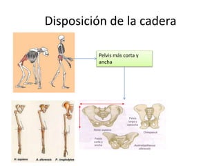Disposición de la cadera
Pelvis más corta y
ancha
 