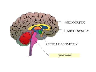 PALEOCORTEX
 