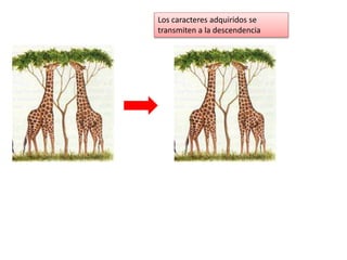 Los caracteres adquiridos se
transmiten a la descendencia
 