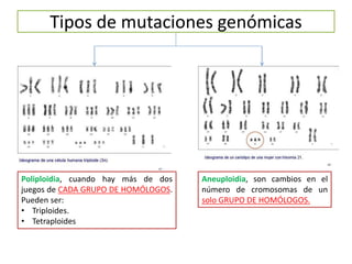 Tipos de mutaciones genómicas
Poliploidia, cuando hay más de dos
juegos de CADA GRUPO DE HOMÓLOGOS.
Pueden ser:
• Triploides.
• Tetraploides
Aneuploidia, son cambios en el
número de cromosomas de un
solo GRUPO DE HOMÓLOGOS.
 