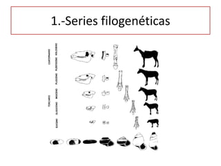 1.-Series filogenéticas
 