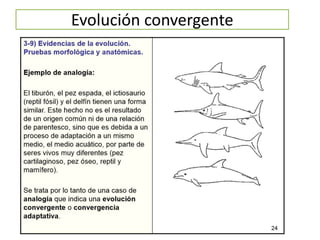 Evolución convergente
 