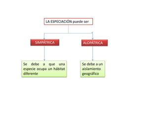 LA ESPECIACIÓN puede ser
ALOPÁTRICASIMPÁTRICA
Se debe a un
aislamiento
geográfico
Se debe a que una
especie ocupa un hábitat
diferente
 