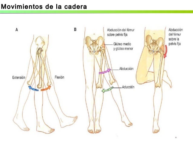 Tema 4.2. articulaciones del miembro inferior. cadera