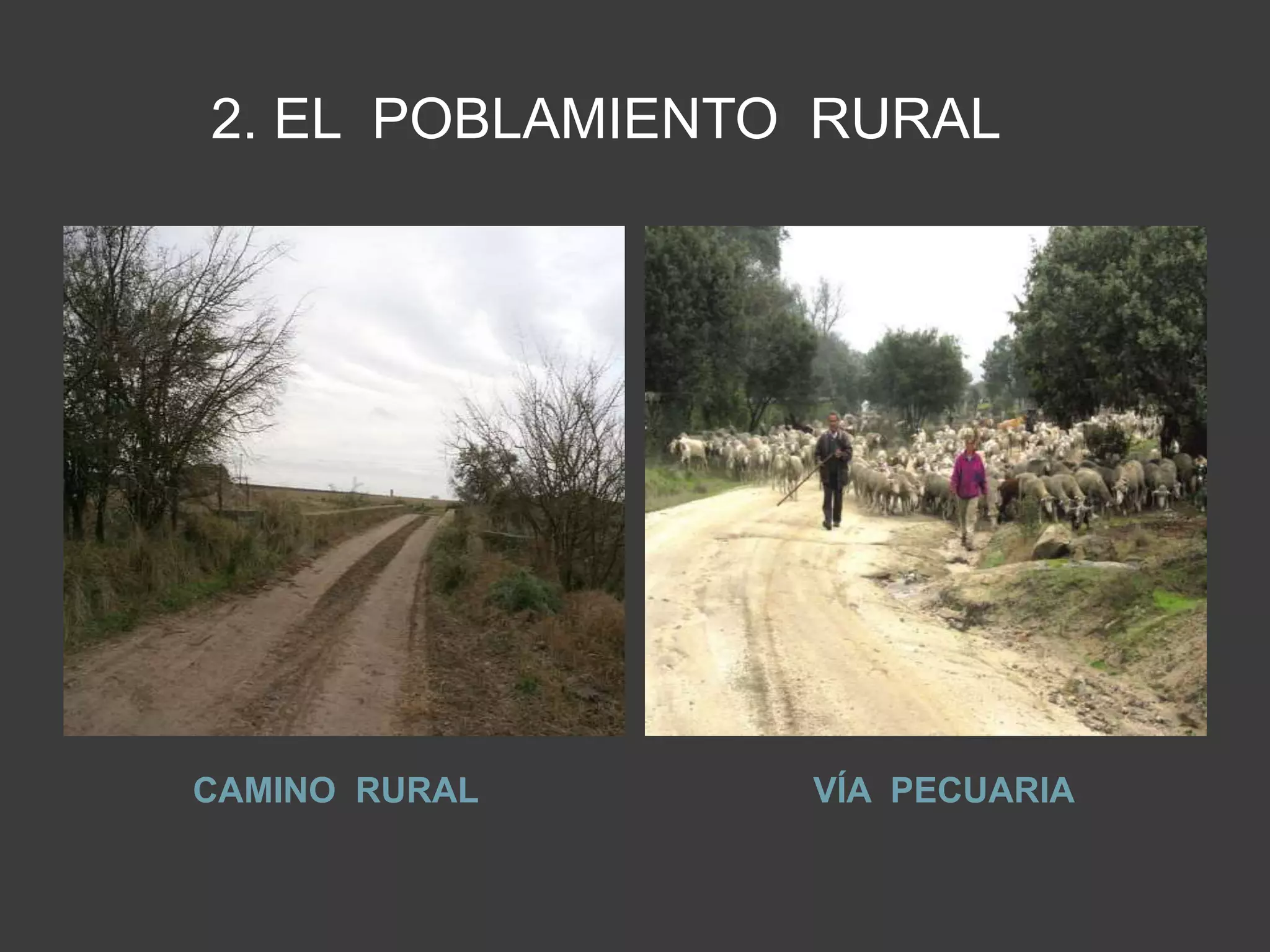 2. EL POBLAMIENTO RURAL
CAMINO RURAL VÍA PECUARIA
 