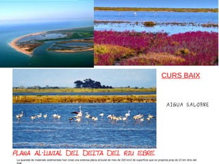 PLANA AL LUVIAL DEL DELTA DEL RIU EBRE·
La quanitat de materials sedimentats han creat una extensa plana al:luvial de mes de 320 km2 de superfície que es projecta prop de 22 km dins del
AIGUA SALOBRE
CURS BAIX
 