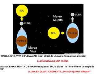 MAREA ALTA, VIVA O PLENAMAR, quan el Sol, la Lluna i la Terra estan alineats:
LLUNA NOVA /LLUNA PLENA
MAREA BAIXA, MORTA O BAIXAMAR: quan el Sol, la Lluna i la Terra formen un angle de
90º:
LLUNA EN QUART CREIXENT/LLUNA EN QUART MINVANT
 