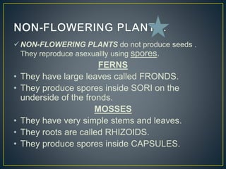 NON-FLOWERING PLANTS do not produce seeds .
They reproduce asexuallly using spores.
FERNS
• They have large leaves called FRONDS.
• They produce spores inside SORI on the
underside of the fronds.
MOSSES
• They have very simple stems and leaves.
• They roots are called RHIZOIDS.
• They produce spores inside CAPSULES.
 