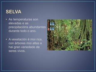 • As temperaturas son
elevadas e as
precipitacións abundantes
durante todo o ano.
• A vexetación é moi rica,
con árbores moi altas e
hai gran variedade de
seres vivos.
 