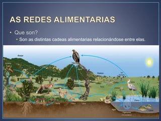 • Que son?
• Son as distintas cadeas alimentarias relacionándose entre elas.
 