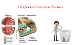 Clasificación de las piezas dentarias
 