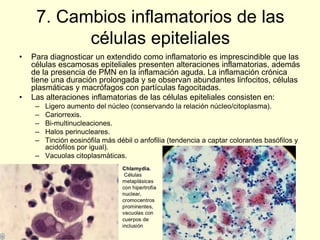 7. Cambios inflamatorios de las
células epiteliales
• Para diagnosticar un extendido como inflamatorio es imprescindible que las
células escamosas epiteliales presenten alteraciones inflamatorias, además
de la presencia de PMN en la inflamación aguda. La inflamación crónica
tiene una duración prolongada y se observan abundantes linfocitos, células
plasmáticas y macrófagos con partículas fagocitadas.
• Las alteraciones inflamatorias de las células epiteliales consisten en:
– Ligero aumento del núcleo (conservando la relación núcleo/citoplasma).
– Cariorrexis.
– Bi-multinucleaciones.
– Halos perinucleares.
– Tinción eosinófila más débil o anfofilia (tendencia a captar colorantes basófilos y
acidófilos por igual).
– Vacuolas citoplasmáticas.
 
