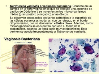 • Gardnerella vaginalis o vaginosis bacteriana. Consiste en un
cambio en la flora vaginal en el que se produce una ausencia de
bacilos de Döderlein y se incrementan los microorganismos
mixtos (grampositivo o negativo) anaeróbicos.
Se observan cocobacilos pequeños adheridos a la superficie de
las células escamosas maduras, con un refuerzo en el borde
citoplasmático, que se denominan células clave. Además, estos
microorganismos se encuentran por todo el fondo de la
preparación, dejando un frotis sucio muy característico. Este
germen se asocia frecuentemente a Trichomonas vaginalis.
 