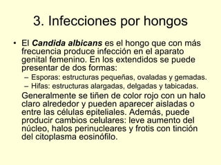 3. Infecciones por hongos
• El Candida albicans es el hongo que con más
frecuencia produce infección en el aparato
genital femenino. En los extendidos se puede
presentar de dos formas:
– Esporas: estructuras pequeñas, ovaladas y gemadas.
– Hifas: estructuras alargadas, delgadas y tabicadas.
Generalmente se tiñen de color rojo con un halo
claro alrededor y pueden aparecer aisladas o
entre las células epiteliales. Además, puede
producir cambios celulares: leve aumento del
núcleo, halos perinucleares y frotis con tinción
del citoplasma eosinófilo.
 