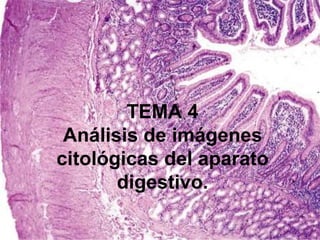 TEMA 4
Análisis de imágenes
citológicas del aparato
digestivo.
 