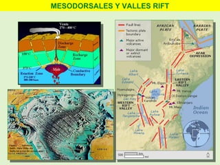 MESODORSALES Y VALLES RIFT
 