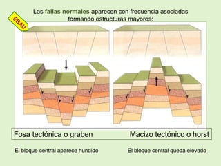 Las fallas normales aparecen con frecuencia asociadas
formando estructuras mayores:
Fosa tectónica o graben Macizo tectónico o horst
El bloque central aparece hundido El bloque central queda elevado
EBAU
 