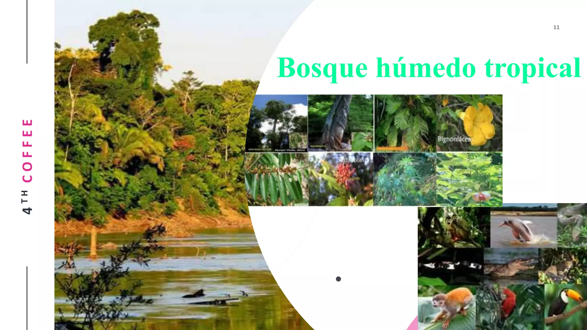 Zonas de vida según Holdridge en Ecuador: Bosque muy húmedo tropical y ...