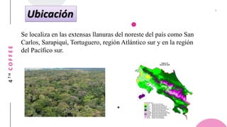 Tema Ridge Zonas de vida según Holdridge en Ecuador: Bosque muy húmedo tropical y ...