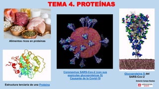 Antonio Campo Buetas
TEMA 4. PROTEÍNAS
Alimentos ricos en proteínas
Coronavirus SARS-Cov-2 (con sus
espículas glucoproteicas S)
Causante de la Covid-19
Estructura terciaria de una Proteína
Glucoproteína S del
SARS-Cov-2
 