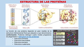 La función de una proteína depende en gran medida de la
estructura tridimensional final que adquiere y que denominamos
con...