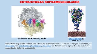 Estructuras supramoleculares: Las estructuras supramoleculares, como los complejos enzimáticos, los
ribosomas, las membran...