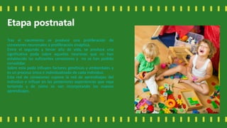 Etapa postnatal
Tras el nacimiento se produce una proliferación de
conexiones neuronales o proliferación sináptica.
Entre el segundo y tercer año de vida, se produce una
significativa poda sobre aquellas neuronas que no han
establecido las suficientes conexiones y no se han podido
consolidar.
Sobre esta poda influyen factores genéticos y ambientales y
es un proceso único e individualizado de cada individuo.
Esta red de conexiones supone la red de aprendizajes del
individuo e influye en las posteriores experiencias que vaya
teniendo y de cómo se van incorporando los nuevos
aprendizajes.
 