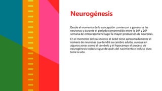 Desde el momento de la concepción comienzan a generarse las
neuronas y durante el periodo comprendido entre la 10º y 26º
semana de embarazo tiene lugar la mayor producción de neuronas.
En el momento del nacimiento el bebé tiene aproximadamente el
número de neuronas que tendrá su cerebro adulto, aunque en
algunas zonas como el cerebelo y el hipocampo el proceso de
neurogénesis todavía sigue después del nacimiento e incluso dura
toda la vida.
Neurogénesis
 