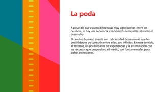 A pesar de que existen diferencias muy significativas entre los
cerebros, sí hay una secuencia y momentos semejantes durante el
desarrollo.
El cerebro humano cuenta con tal cantidad de neuronas que las
posibilidades de conexión entre ellas, son infinitas. En este sentido,
el entorno, las posibilidades de experiencias y la estimulación con
los recursos que proporciona el medio, son fundamentales para
dichas conexiones.
La poda
 