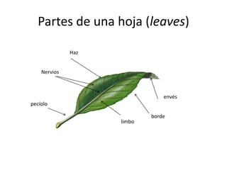 Partes de una hoja (leaves)
Haz
Nervios
envés
borde
limbo
pecíolo
 