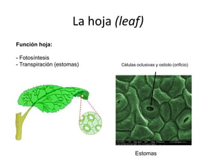 La hoja (leaf)
Función hoja:
- Fotosíntesis
- Transpiración (estomas)
Estomas
Células oclusivas y ostiolo (orificio)
 