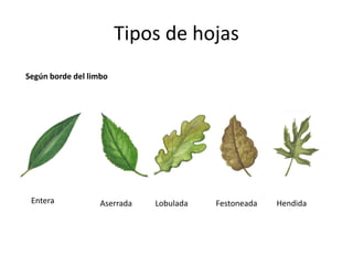 Tipos de hojas
Según borde del limbo
Entera Aserrada Festoneada
Lobulada Hendida
 
