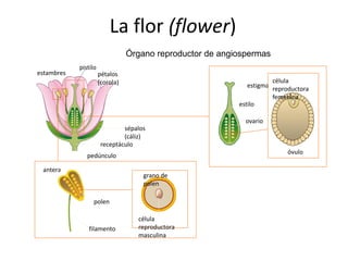 pistilo
pétalos
(corola)
pedúnculo
estambres
receptáculo
sépalos
(cáliz)
filamento
antera
grano de
polen
célula
reproductora
masculina
polen
estigma
estilo
ovario
óvulo
célula
reproductora
femenina
La flor (flower)
Órgano reproductor de angiospermas
 