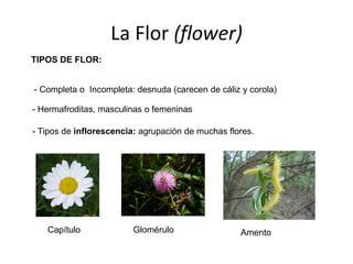 La Flor (flower)
- Completa o Incompleta: desnuda (carecen de cáliz y corola)
- Hermafroditas, masculinas o femeninas
TIPOS DE FLOR:
- Tipos de inflorescencia: agrupación de muchas flores.
Capítulo Glomérulo Amento
 