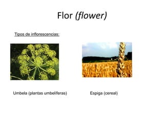Flor (flower)
Tipos de inflorescencias:
Umbela (plantas umbelíferas) Espiga (cereal)
 