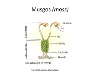 Musgos (moss)
Reproducción alternante
 