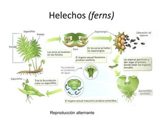 Helechos (ferns)
Reproducción alternante
 