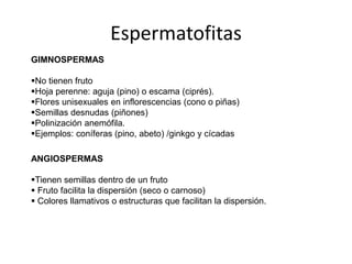 Espermatofitas
GIMNOSPERMAS
▪No tienen fruto
▪Hoja perenne: aguja (pino) o escama (ciprés).
▪Flores unisexuales en inflorescencias (cono o piñas)
▪Semillas desnudas (piñones)
▪Polinización anemófila.
▪Ejemplos: coníferas (pino, abeto) /ginkgo y cícadas
ANGIOSPERMAS
▪Tienen semillas dentro de un fruto
▪ Fruto facilita la dispersión (seco o carnoso)
▪ Colores llamativos o estructuras que facilitan la dispersión.
 