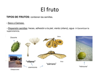 El fruto
- Seco o Carnoso.
- Dispersión semillas: heces, adhesión a la piel, viento (vilano), agua → Garantizan la
supervivencia.
TIPOS DE FRUTOS: contienen las semillas.
“hidrocoria”
“vilano”
“sámara”
anemocoria
Zoocoria
Estepicursor
Olmo
Arce
 