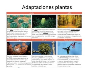 Adaptaciones plantas
 