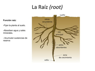 cuello
raíces
secundarias
raíz
principal
pelos
absorbentes
zona
de crecimiento
cofia
La Raíz (root)
Función raíz:
-Fijan la planta al suelo.
-Absorben agua y sales
minerales.
- Acumulan sustancias de
reserva
 