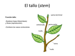 yema terminal
yema axilar
nudo
entrenudo
rama
nudo
El tallo (stem)
Función tallo:
-Sostiene hojas (fotosíntesis)
y flores (reproducción).
-Contiene los vasos conductores
 