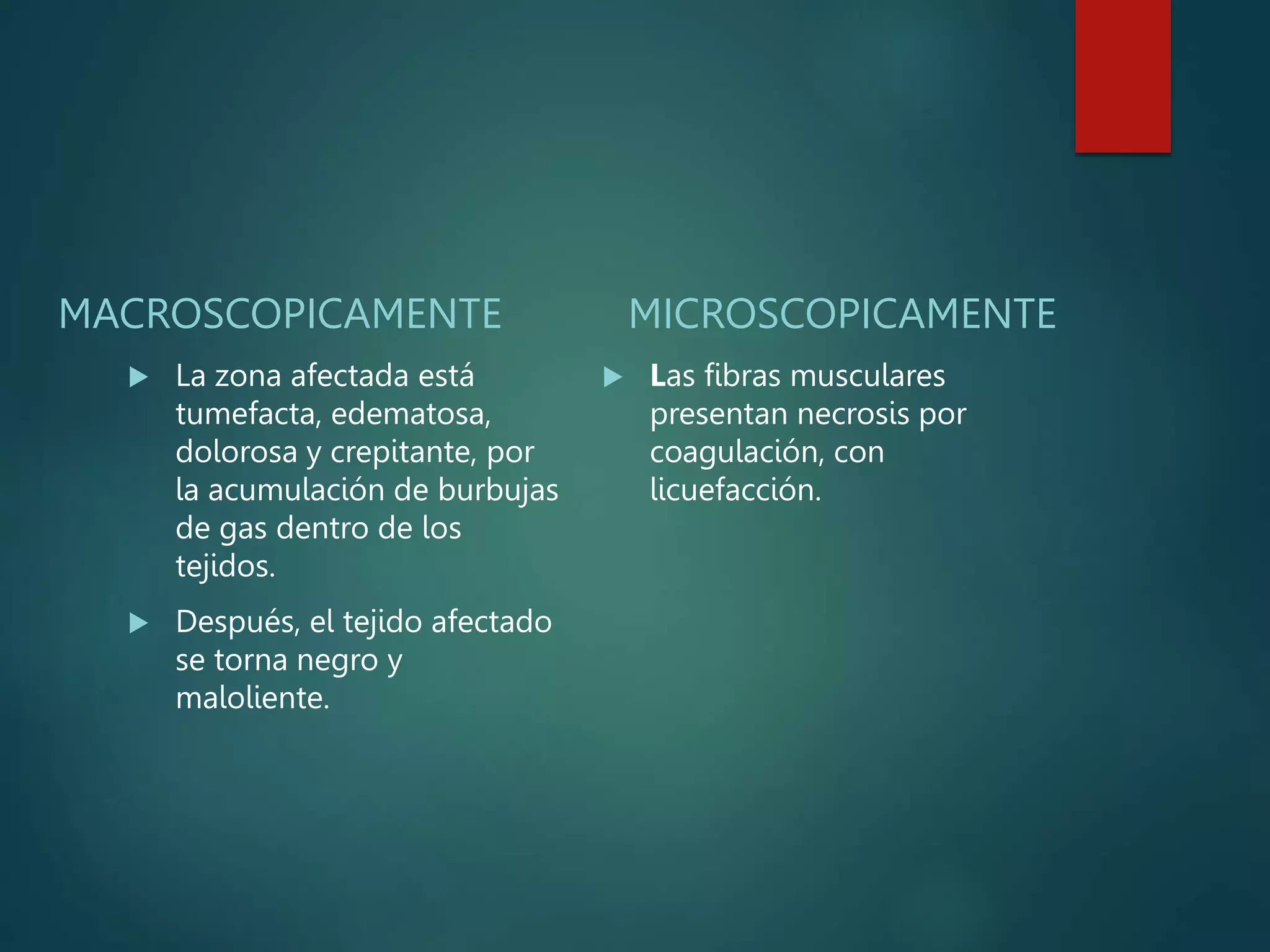 MACROSCOPICAMENTE
 La zona afectada está
tumefacta, edematosa,
dolorosa y crepitante, por
la acumulación de burbujas
de gas dentro de los
tejidos.
 Después, el tejido afectado
se torna negro y
maloliente.
MICROSCOPICAMENTE
 Las fibras musculares
presentan necrosis por
coagulación, con
licuefacción.
 