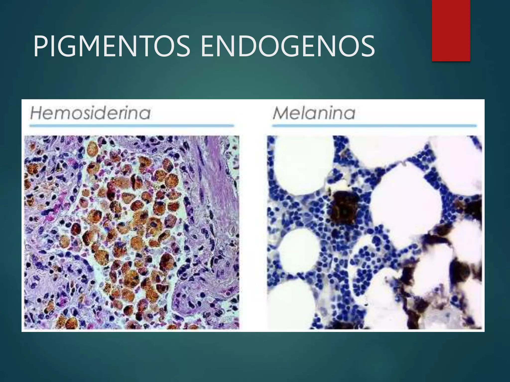 PIGMENTOS ENDOGENOS
 