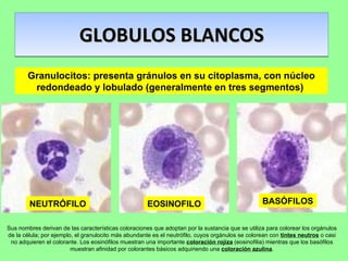 GLOBULOS BLANCOS Granulocitos: presenta gránulos en su citoplasma, con núcleo redondeado y lobulado (generalmente en tres segmentos)  NEUTRÓFILO EOSINOFILO BASÓFILOS Sus nombres derivan de las características coloraciones que adoptan por la sustancia que se utiliza para colorear los orgánulos de la célula; por ejemplo, el granulocito más abundante es el neutrófilo, cuyos orgánulos se colorean con  tintes neutros  o casi no adquieren el colorante. Los eosinófilos muestran una importante  coloración rojiza  (eosinofilia) mientras que los basófilos muestran afinidad por colorantes básicos adquiriendo una  coloración azulina . 